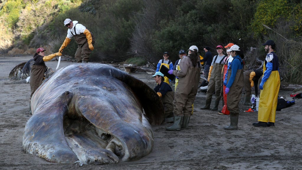 New tech hopes to stop whale deaths by ship strikes off SF coast