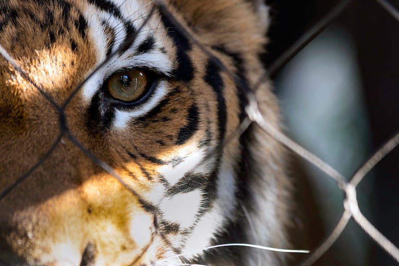 Tiger stares out from the wire cage