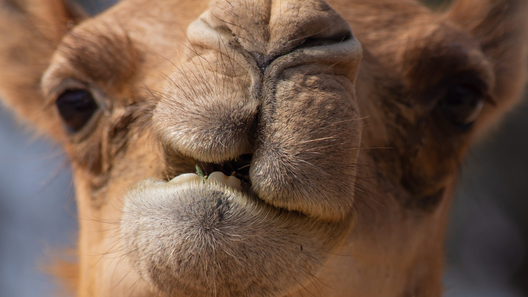 Camel kills two people while escaping from Tennessee petting zoo