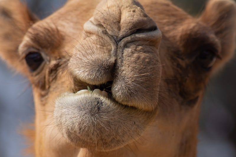 Camel stock photo. 