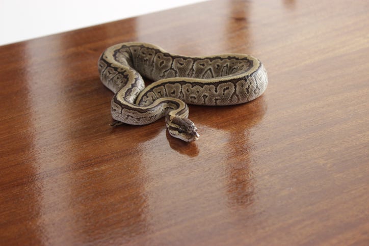 Snake