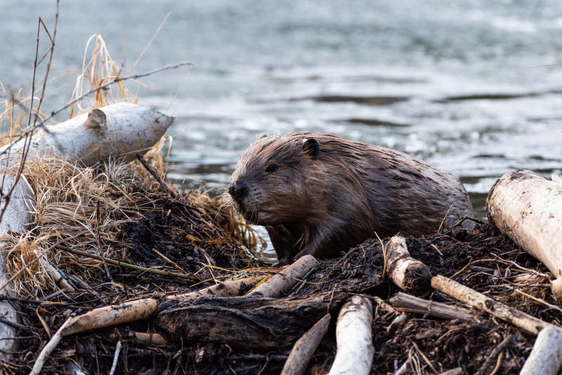 Beaver with dam