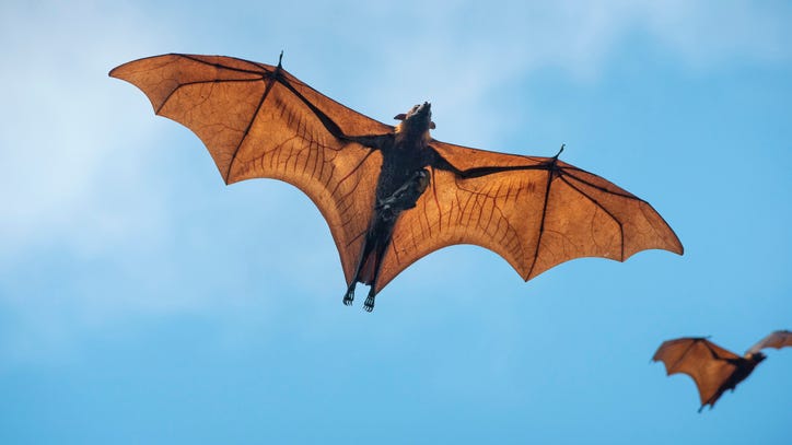Bats May Offer Clues to Treating COVID-19