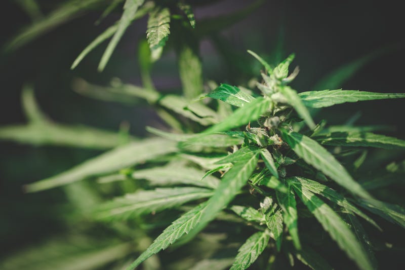 Cannabis Plant