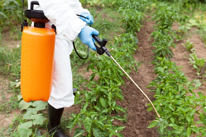 Spraying Pesticide