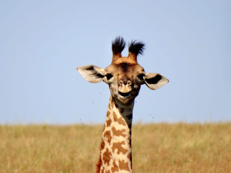 Giraffes of Kenya & Tanzania