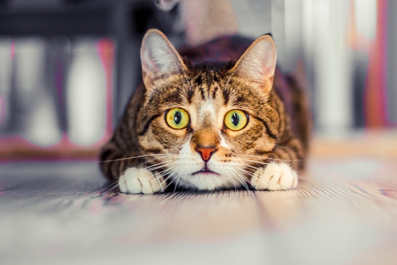 Cats