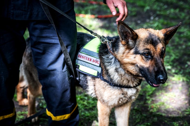 K9 Rescue