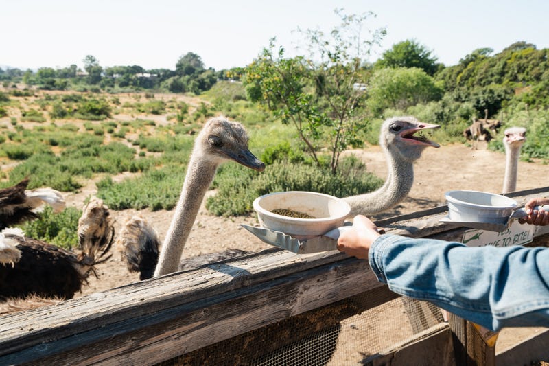 ostriches being fed at Ostrichland in Solvang, California