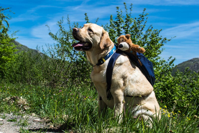 A dog resting on the mountain with his backpack
