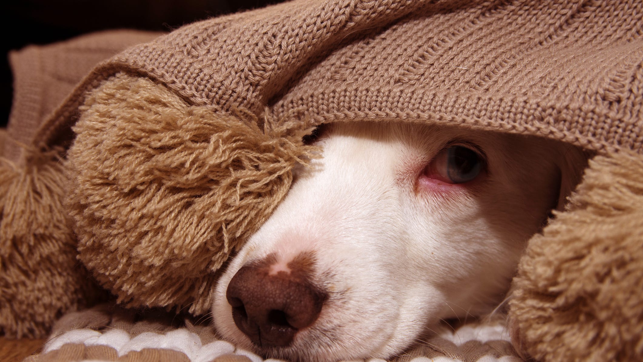 Veterinarians warn of highly contagious, more dangerous strain of dog flu