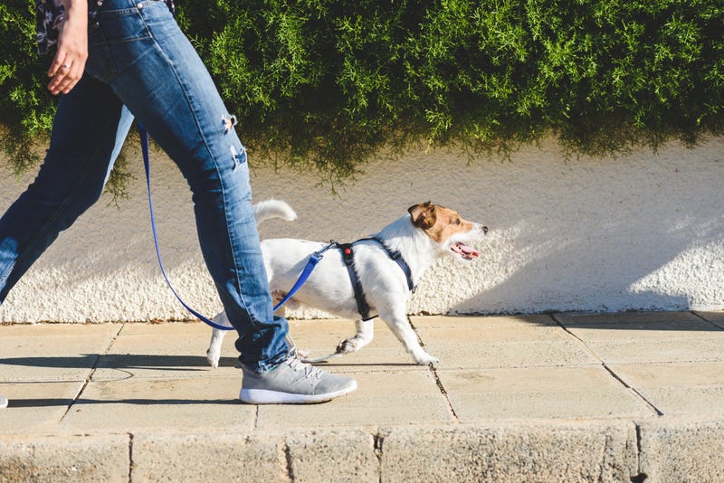 owner walking dog