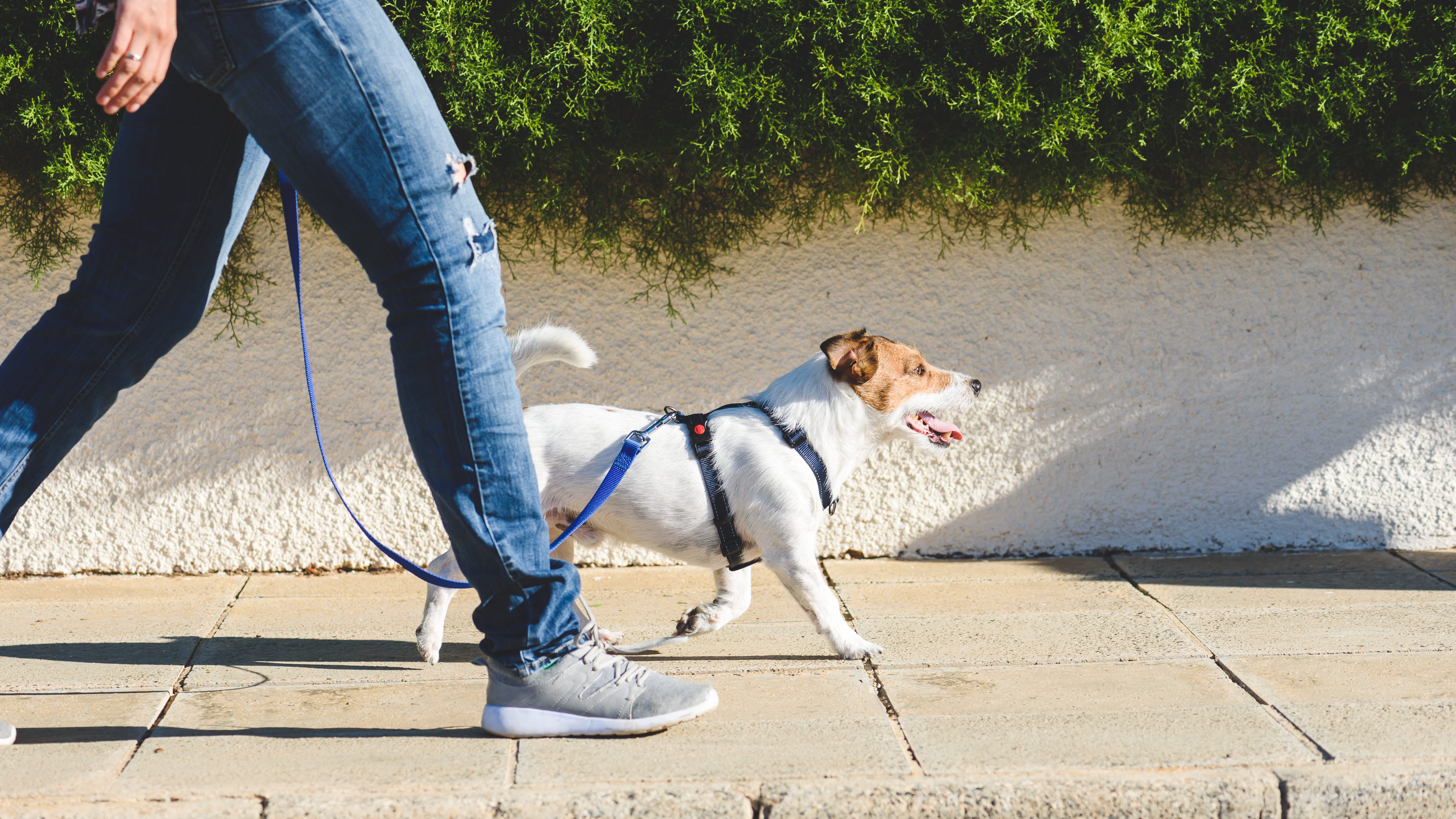 Here's how to help your pet start off the new year on the right paw