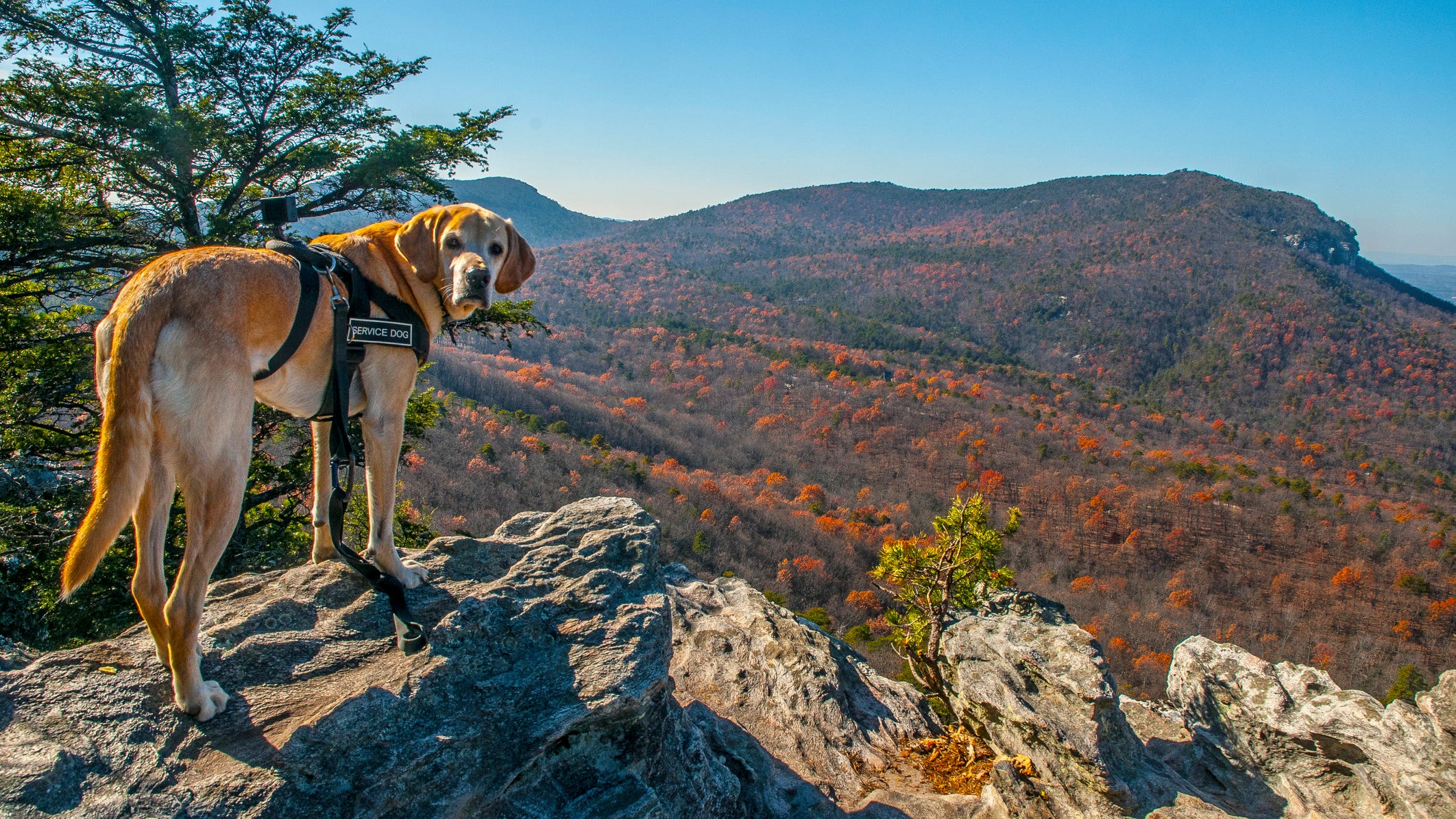 Caring canines: Dogs offer assistance to Delaware veterans