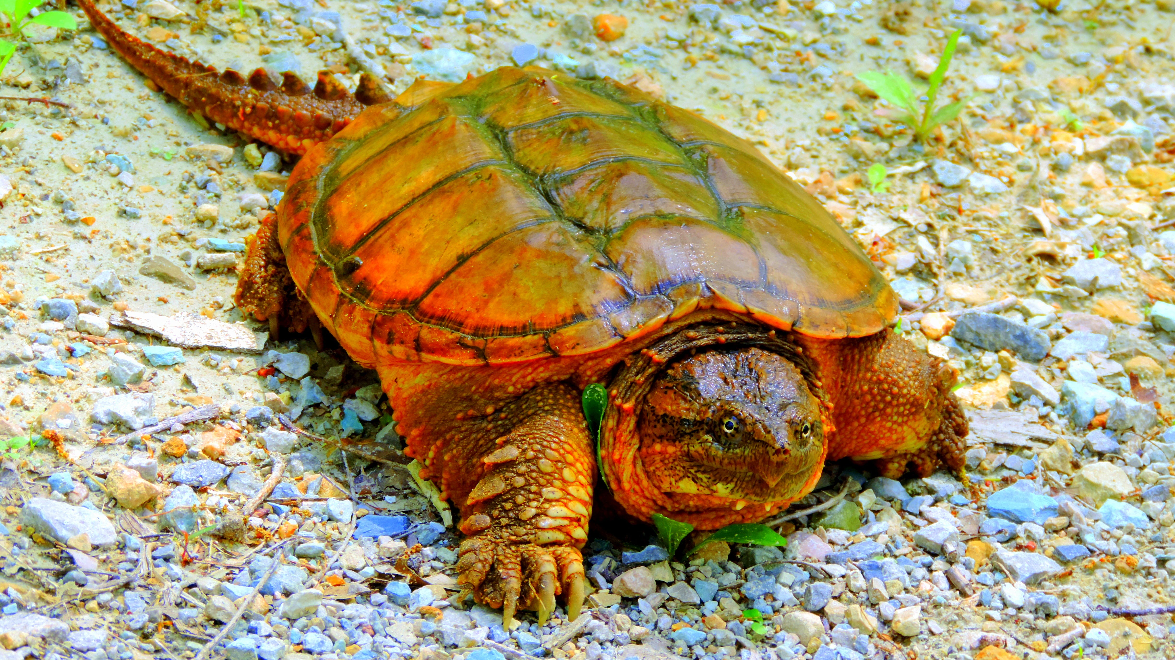 An alligator, endangered snapping turtles, other mistreated animals found in dirty Chicago home
