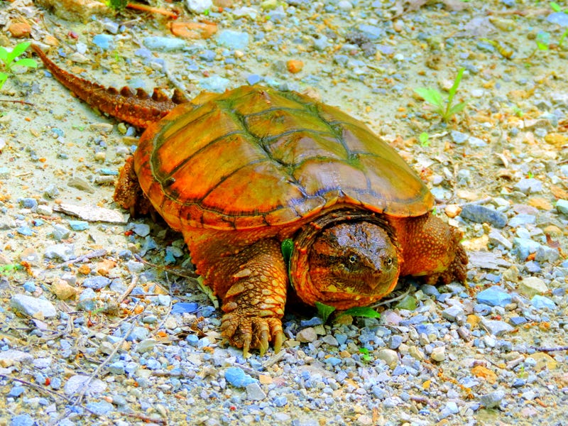 Federal wildlife agency considers increasing efforts to protect alligator snapping turtles