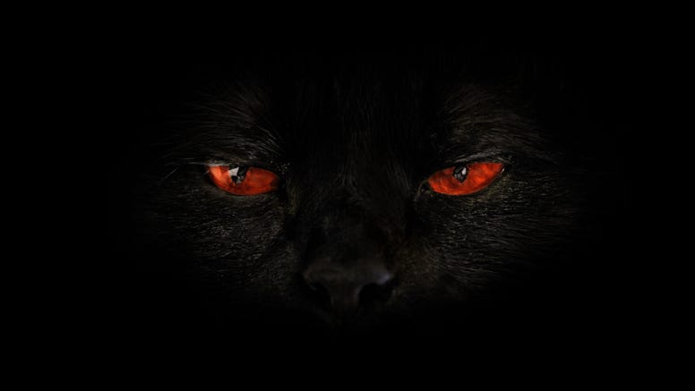 Mysterious animal sighting in Macomb County: Video of unidentified creature causes stir