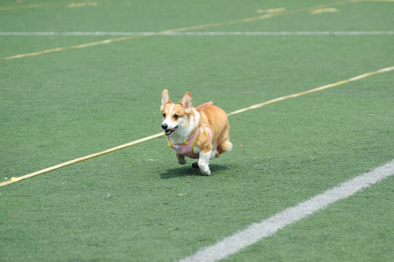 frolic