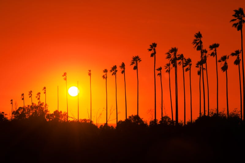 palm trees against orange and red sunset