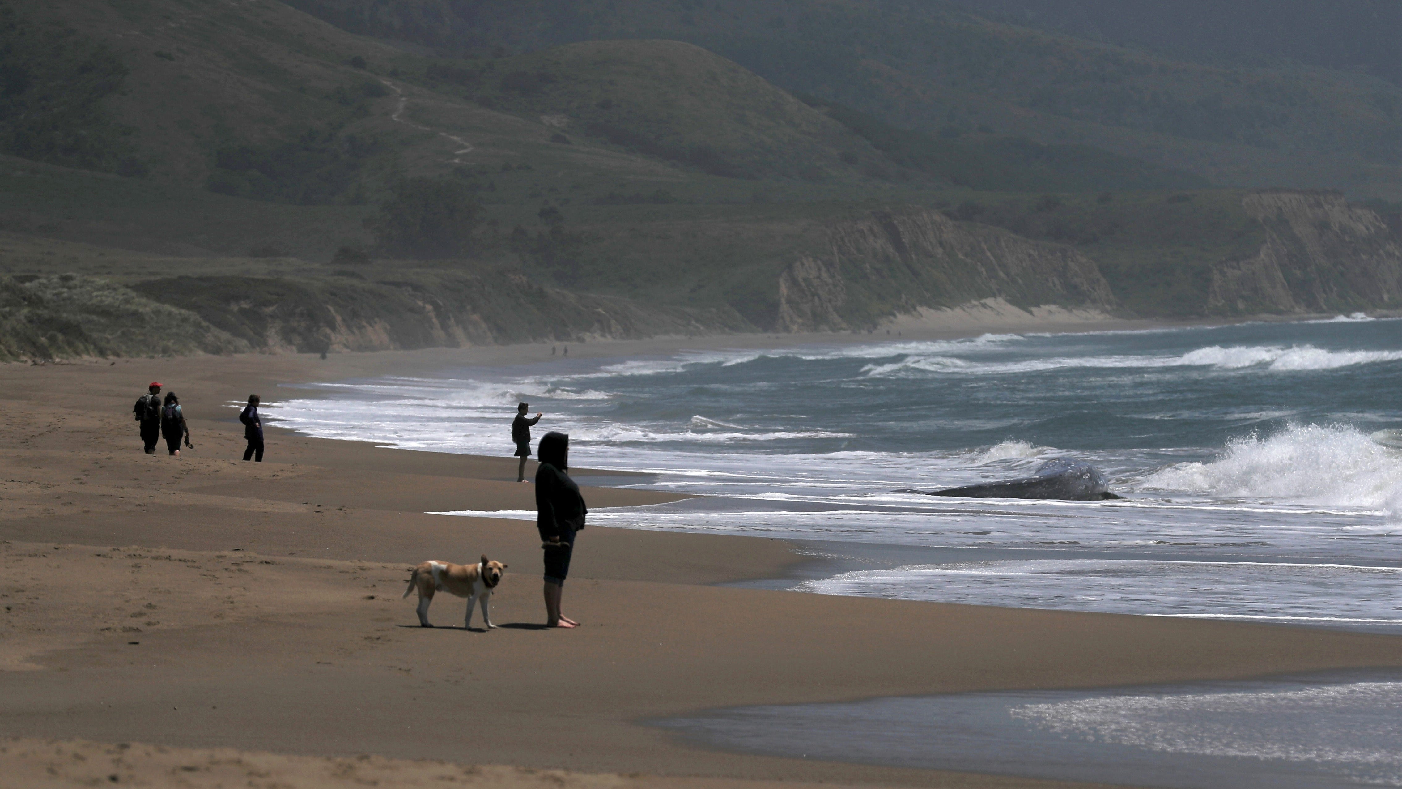 Rare site involving great white shark witnessed at Point Reyes