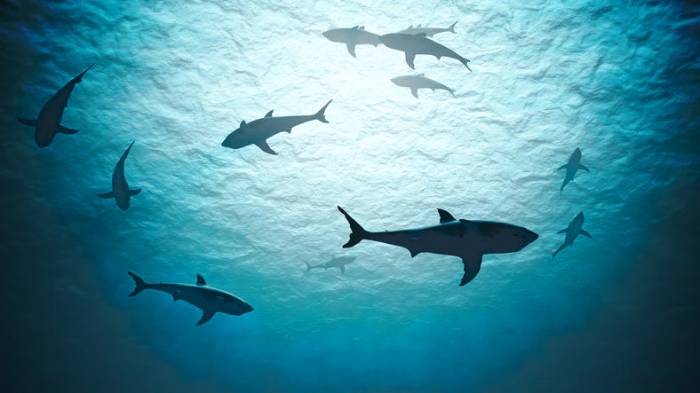 Worried About Shark Attacks? Here’s What You Need to Know to Stay Safe