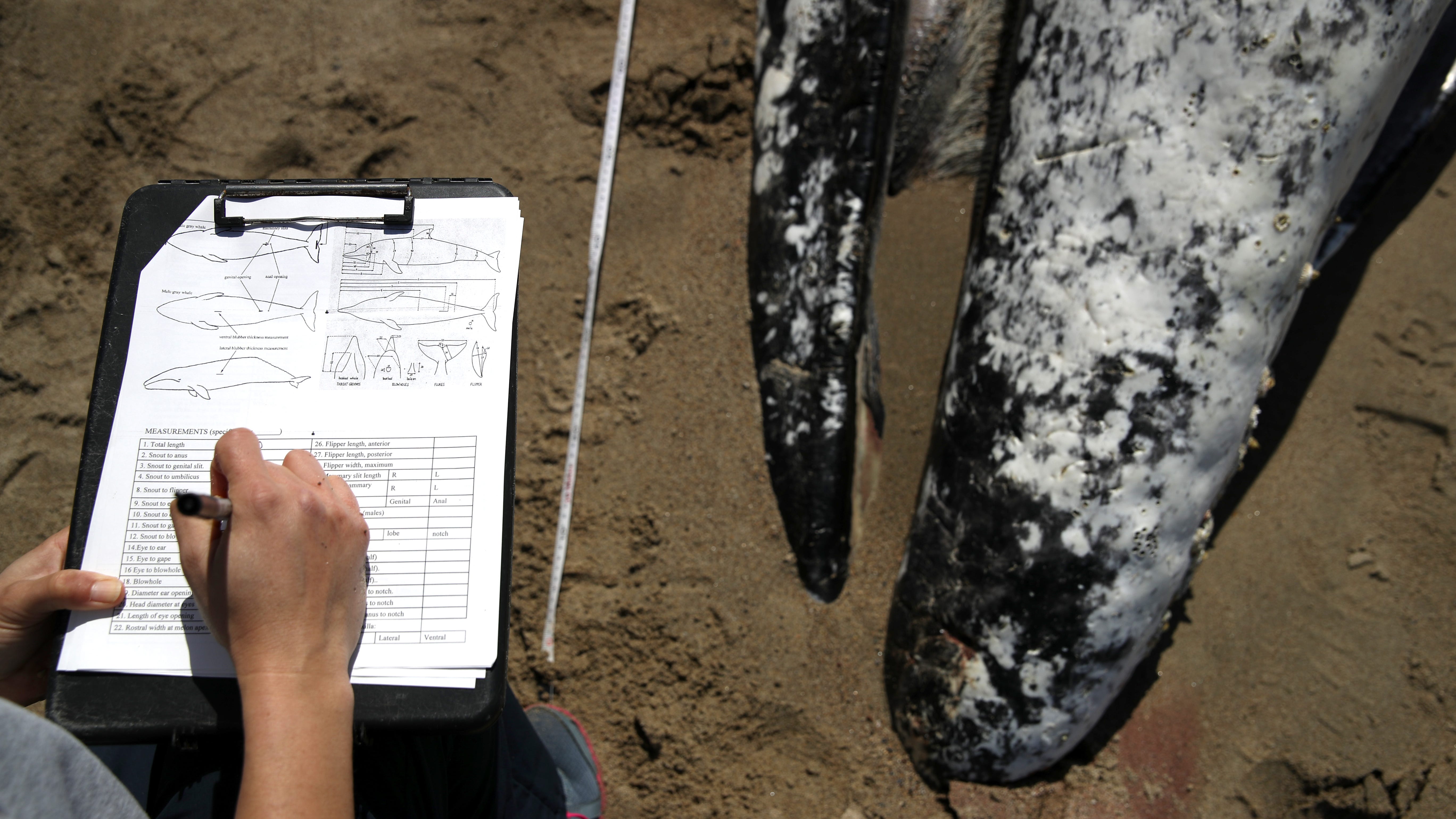 Gray whale carcass washes ashore at San Francisco's Crissy Field