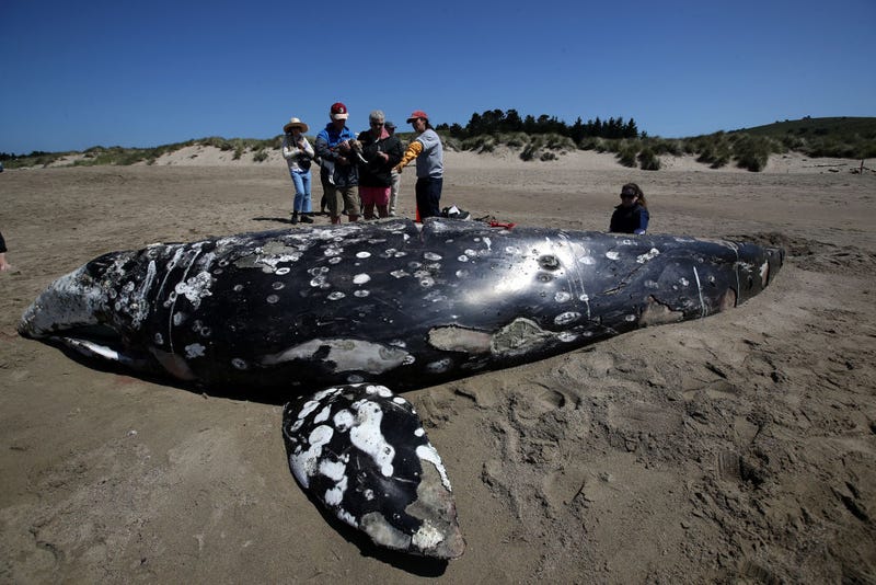 Barbie Halaska, (C) necropsy manager with The Marine Mammal Center, talks to beachgoers about a dead juvenile Gray Whale on Limantour Beach at Point Reyes National Seashore on May 25, 2019 in Point Reyes Station, California.