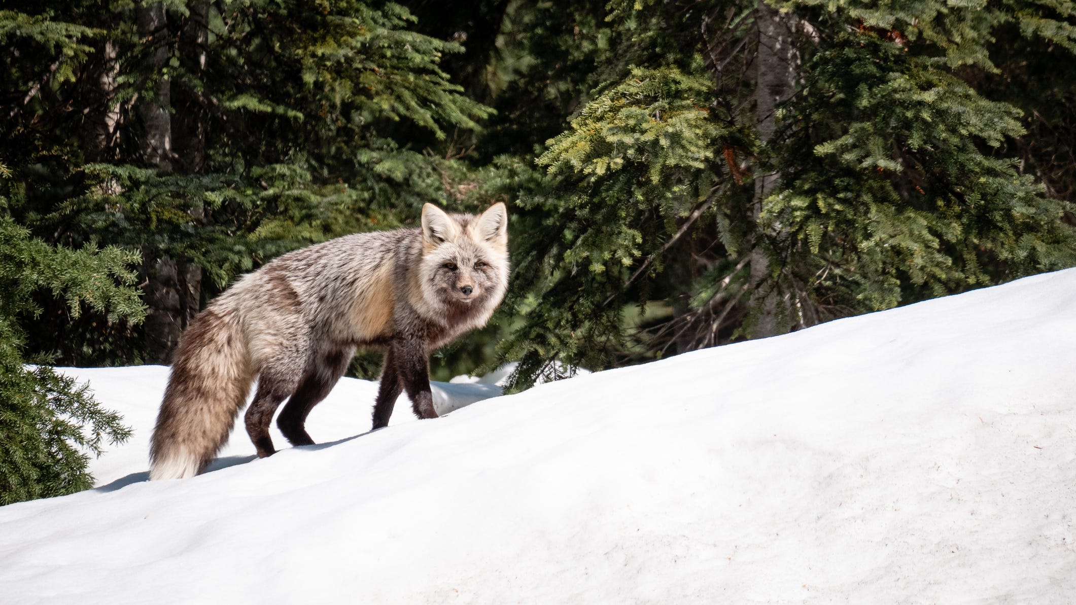 Sierra Nevada red fox, now endangered, has 'chance at survival and recovery'