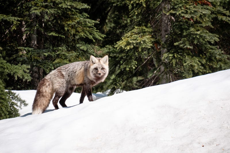 The U.S. Fish and Wildlife Service granted the Sierra Nevada red fox, one of the rarest animals in California, endangered status earlier this week. The decision will go into effect in 30 days.