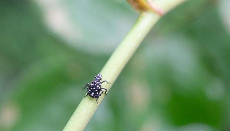 Spotted lanternfly spotted in PA