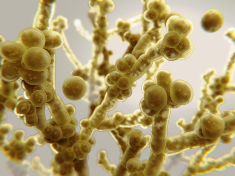 Candida auris a drug resistant pathogenic yeast that causes candidiasis