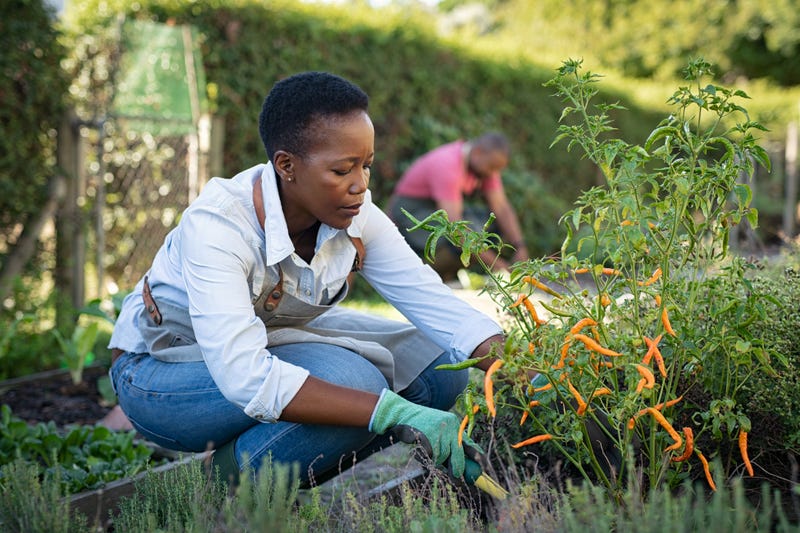 Woman grows plants in the garden