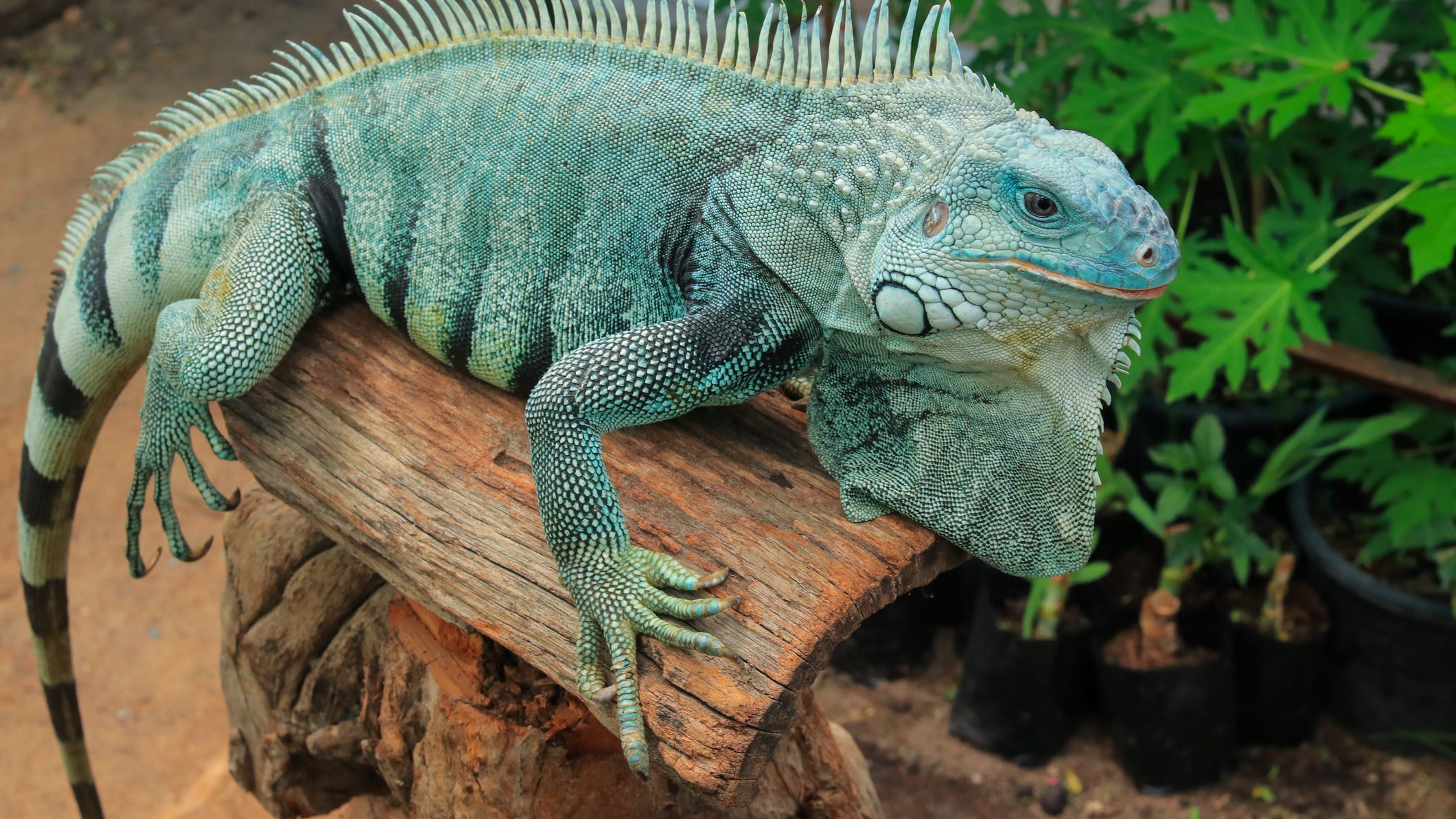Fort Worth parents say iguana bit toddler at SeaQuest aquarium at Ridgmar Mall