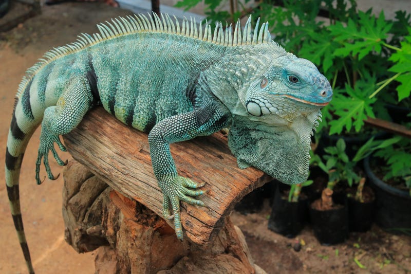 Iguana