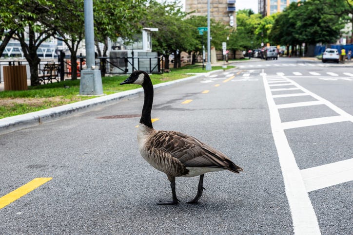 goose road
