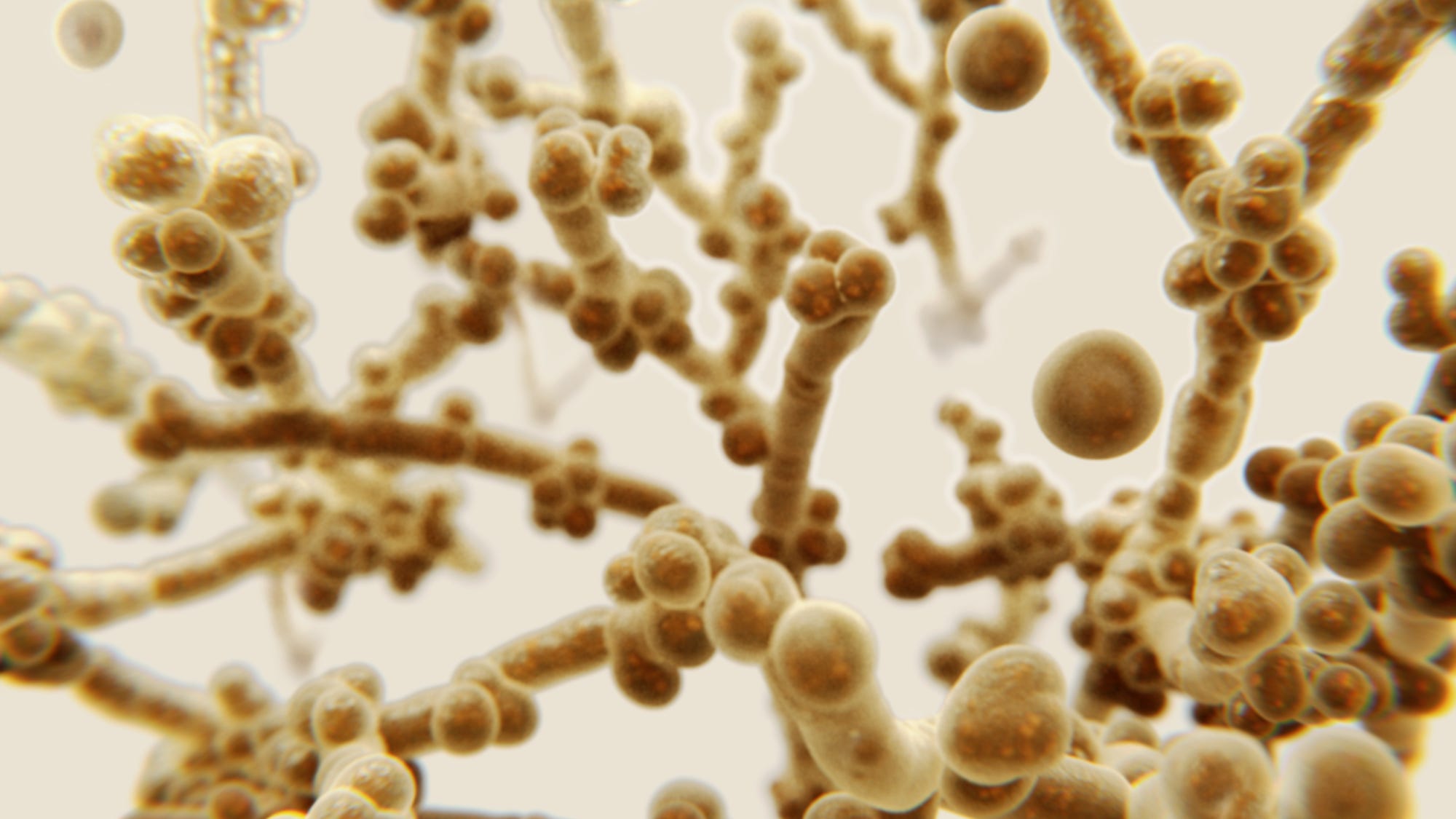 Medical experts concerned about growth of deadly fungus