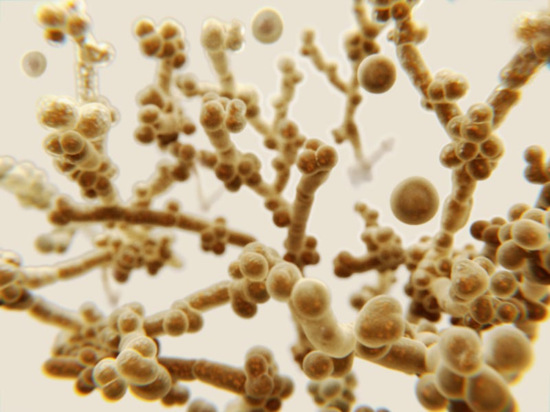 Candida Auris
