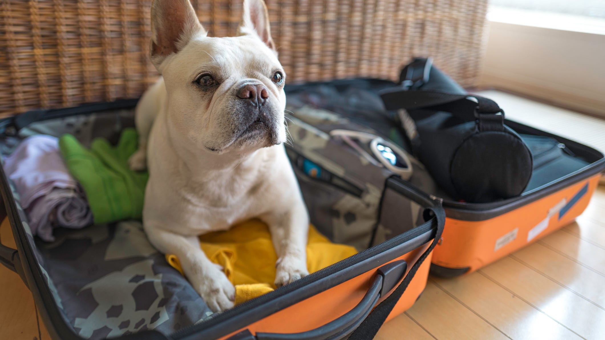 How to travel with your pet this summer