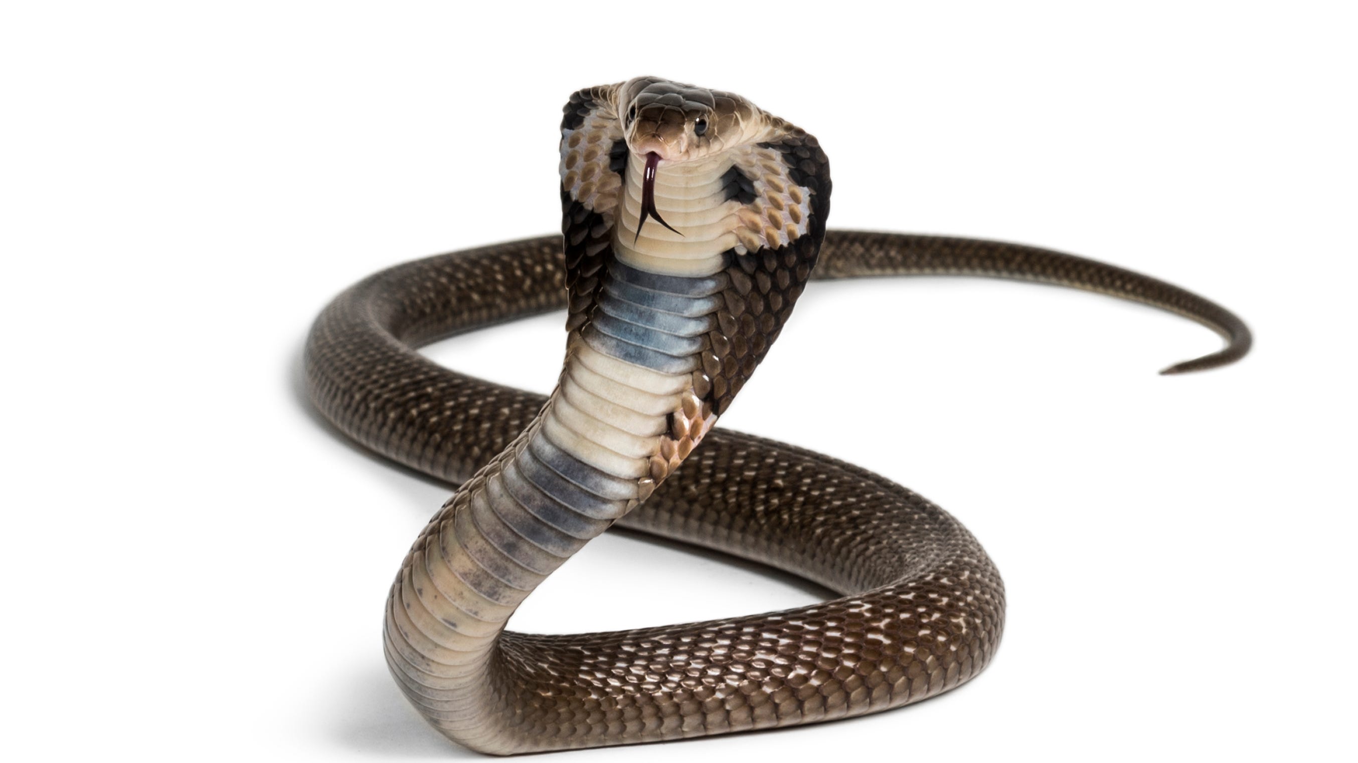 Pilot makes emergency landing after cobra crawls into cockpit