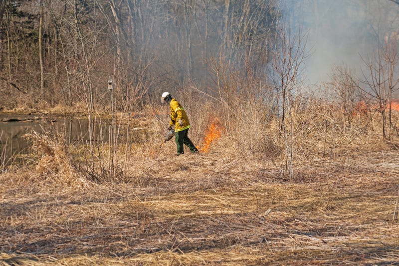 Using the Drip Torch to Start a Controlled Burn in Spring Valley Nature Center in Schaumburg, Illinois.