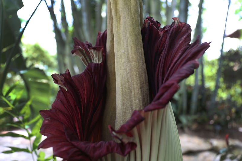 The corpse flower or Amorphophallus titanum is seen as it blooms at the Tropical Bamboo Nursery and Gardens on June 11, 2019 in Loxahatchee, Florida. The corpse flower puts off a putrid stench when it blooms and opens up approximately once every 3-7 years. (Photo by Joe Raedle/Getty Images)