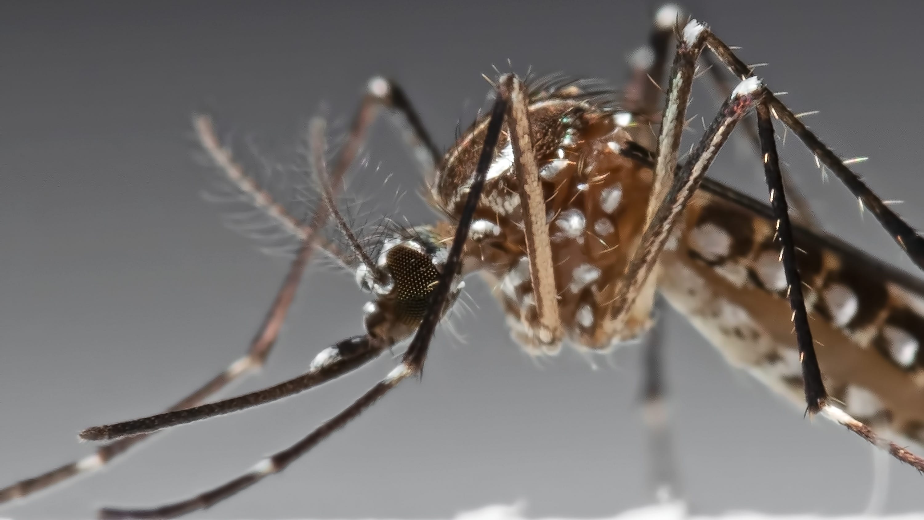 Suspected Human Case Of Rare Mosquito-Borne Virus, EEE, Reported In Michigan