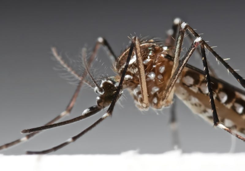 Mosquito