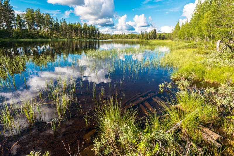 Marshland landscape