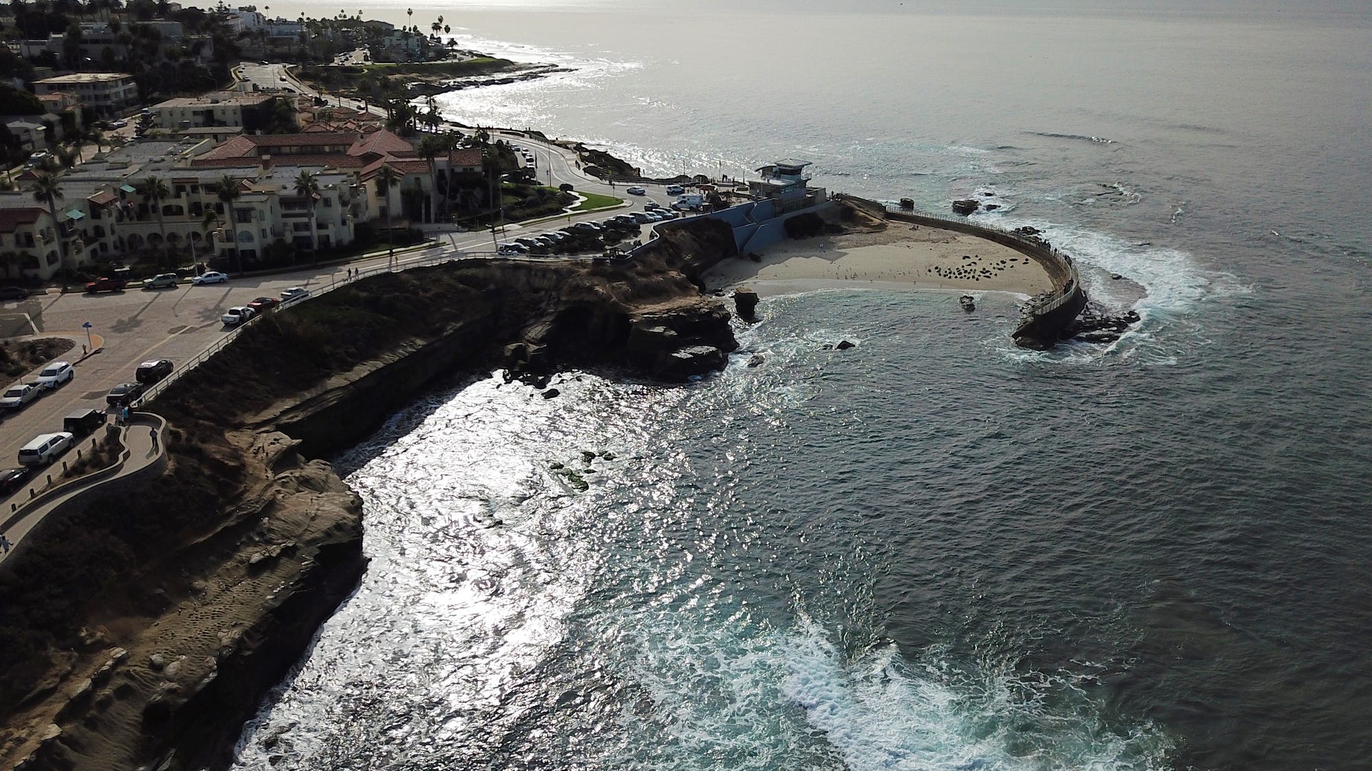 Sea lions chase swarm of people at California beach in viral video