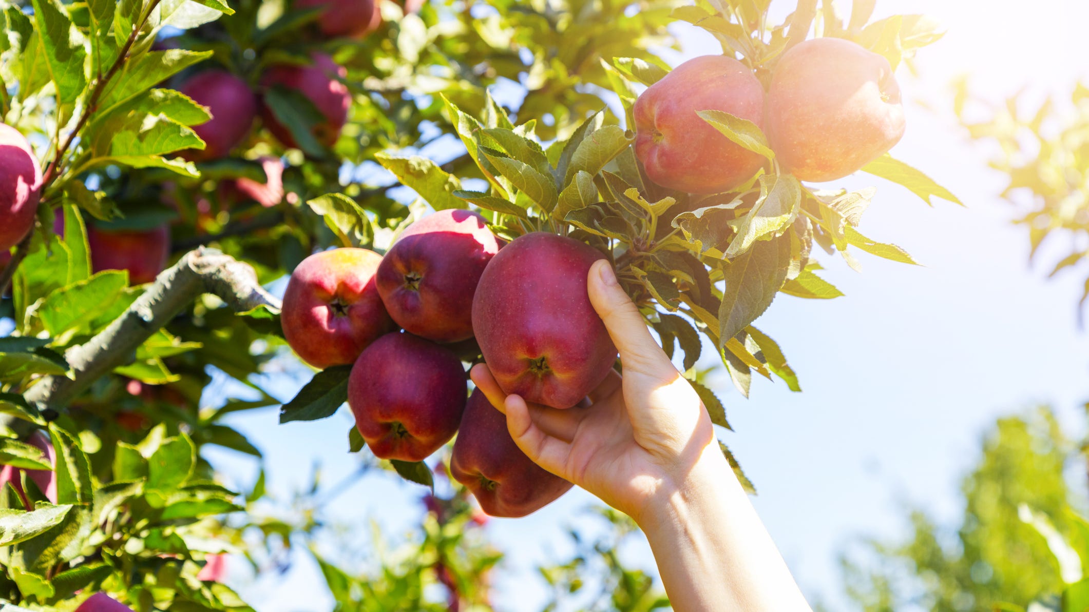 Fall is here! Best places to go apple picking in the Chicagoland area