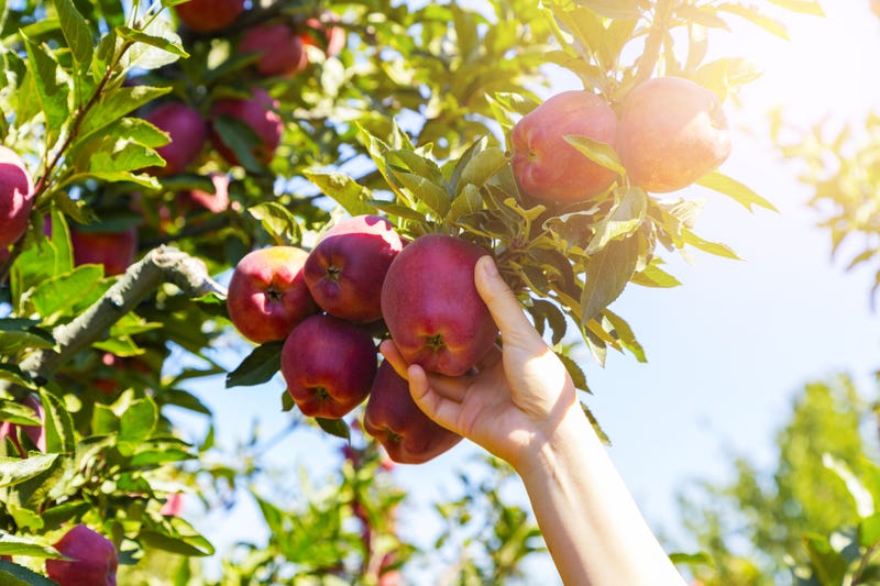 Apple picking