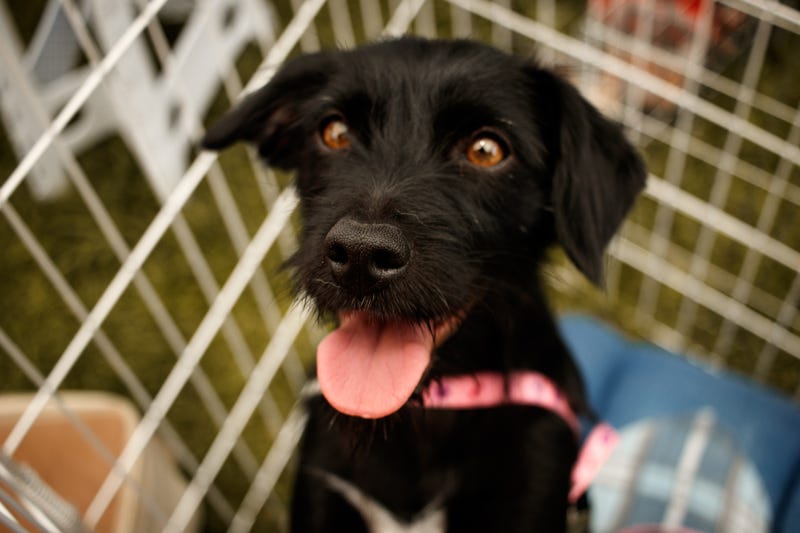 SPCA Texas ‘Empty the Shelters’ Adoptapalooza
