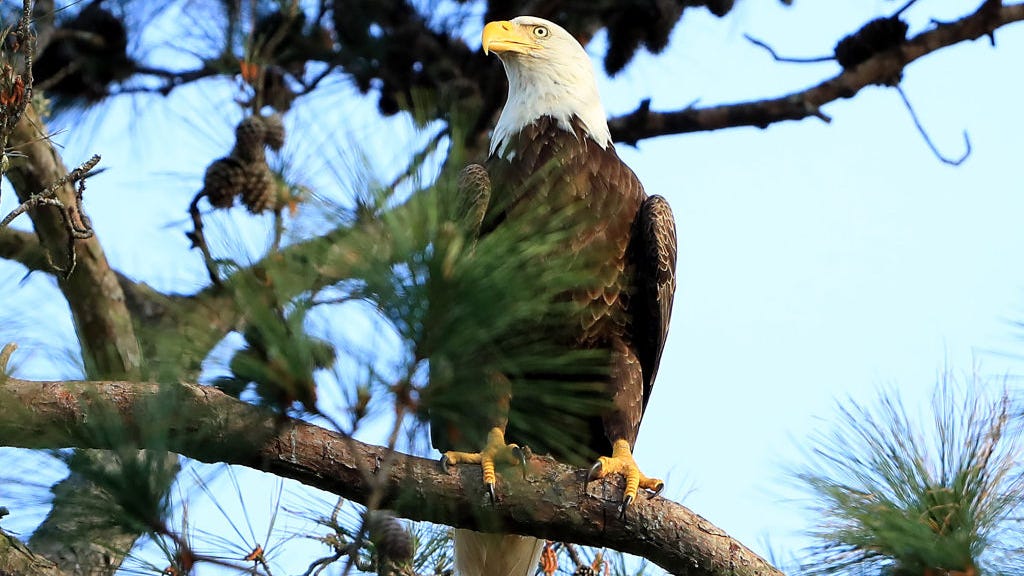 WATCH LIVE: Bald eagle eggs expected to hatch at any moment