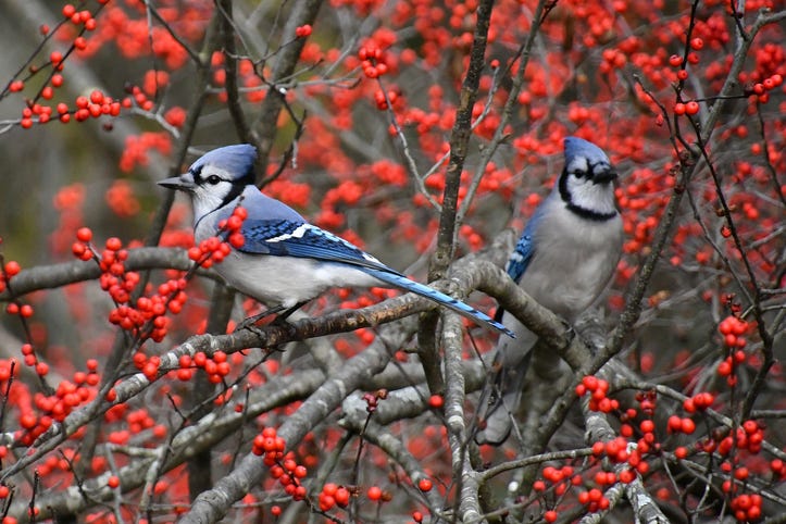 Blue jays